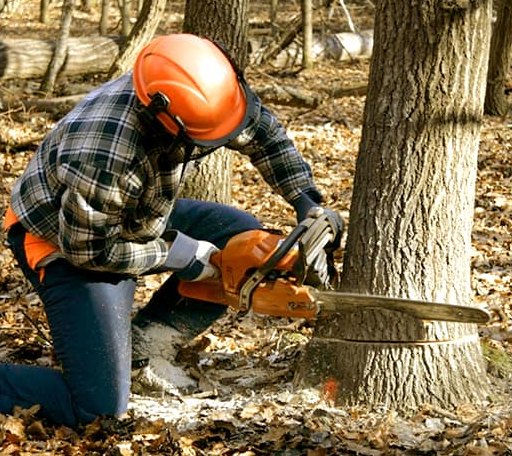 Tree Removal in Crumpler, NC